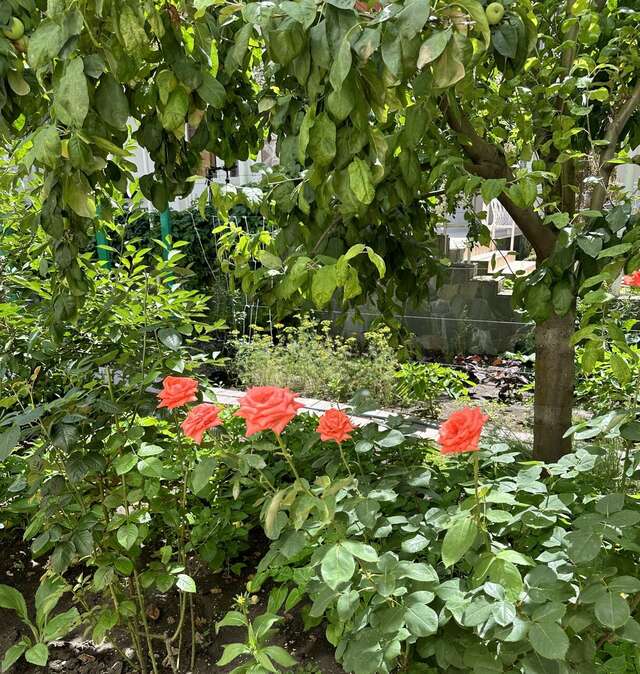 Гостиница Отдых у Александра Геленджик-55